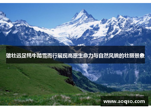雄壮远足牦牛踏雪而行展现高原生命力与自然风貌的壮丽景象